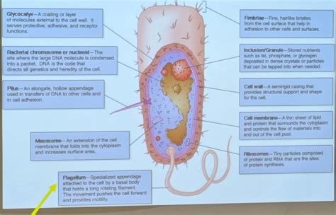 Prokaryotic Cell Structure 的图像结果