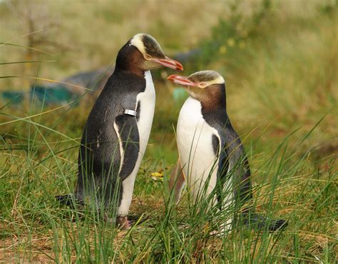 Yellow Eyed Penguin | The Biggest Animals Kingdom - habitat of yellow eyed penguin