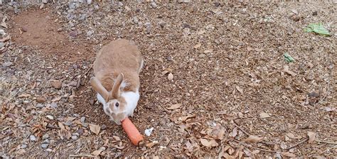 My lil bun bun : r/aww