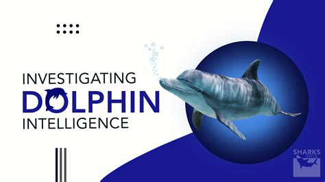 Dolphin Intelligence 的图像结果