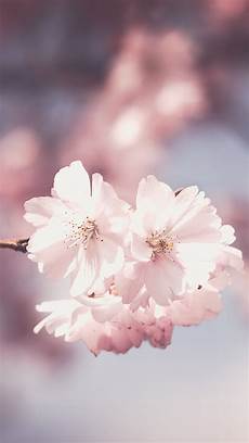 Pink Flowers Hd Wallpaper For Mobile by Free Hd Pink Flowers Iphone Wallpaper For 0479 Pink Flowers Hd Wallpaper For Mobile