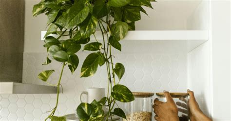9 mistakes to avoid when growing Pothos plants at home