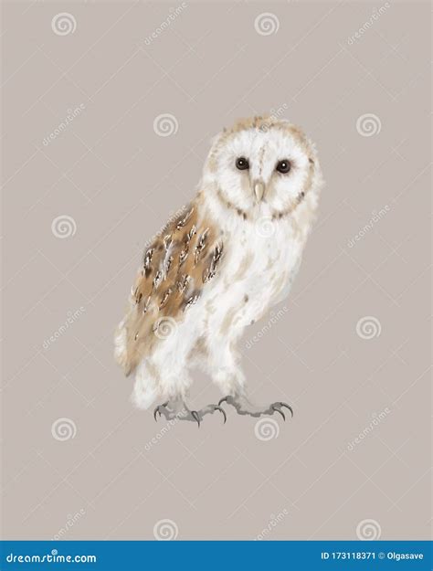 Barn Owl Drawing