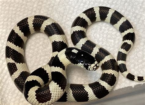 Black And White Cal Kings (Baby’s) California Kingsnake by The Reptile Shop - MorphMarket