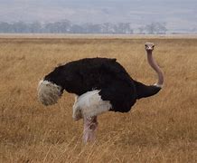 Ostrich 的图像结果