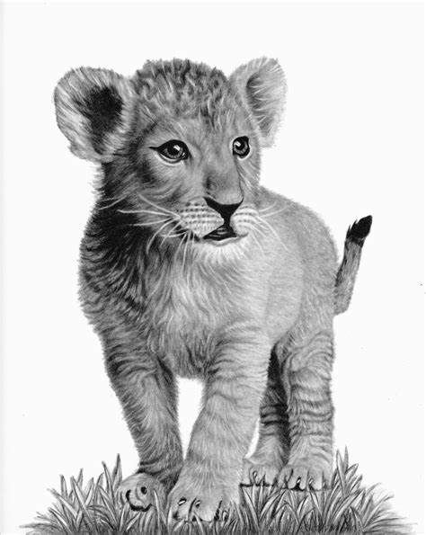 Lion Easy Drawing Step By Step at Carole Spears blog