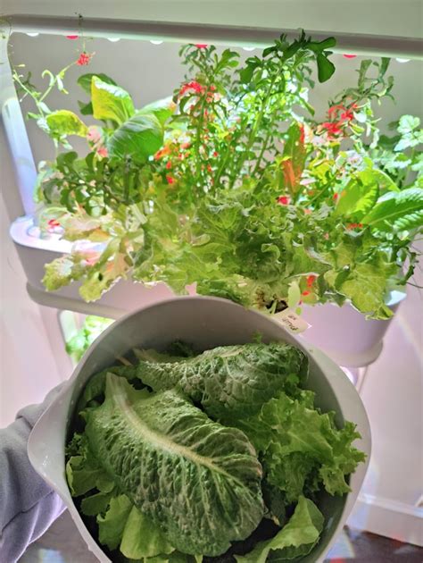 Image result for Krakey System Using Miracle Grow