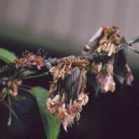 Image result for Root Rot Plum Tree