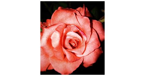 Arlene R. "Huber" Kaul Obituary (2025) - Hales Corners, WI - Hartson ...