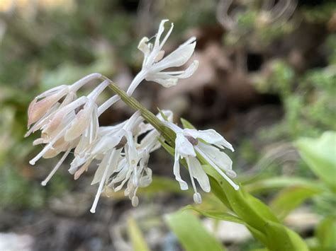 Browse H | Hortus Botanicus Leiden, Netherlands