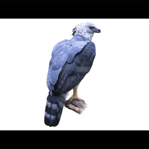 Harpy Eagle (Harpia harpyja) identification - Birda