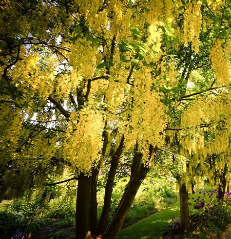 Poem - Laburnum Top Class 11 English Hornbill