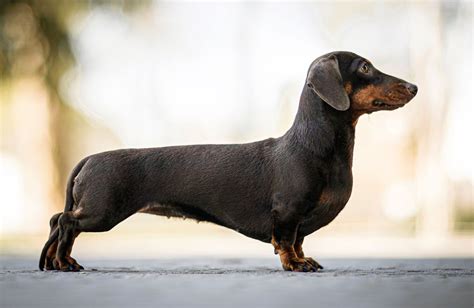 Dachshund | Hair, Size, Lifespan, Personality & Health | Britannica