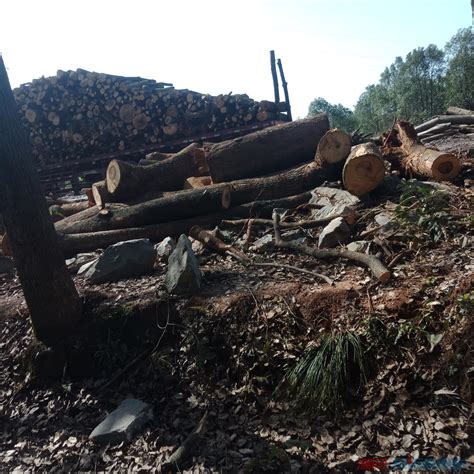 乱砍伐松树破坏生态环境和自然资源投诉直通车_湘问投诉直通车_华声在线