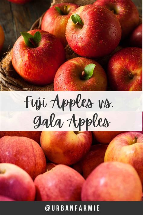 Fuji Apples vs. Gala Apples (+ Recipes!) (2026)