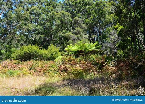 A Nature Park in South Australia with Eucalyptus Trees and Bushes Stock ...