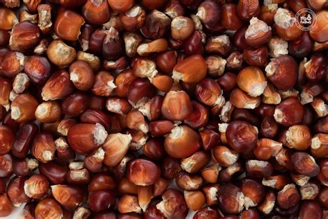 Red Corn Whole – OOO Farms