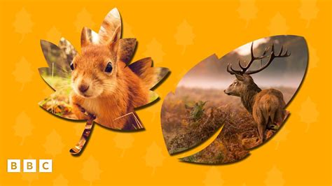 Image result for Spring Animals CBeebies