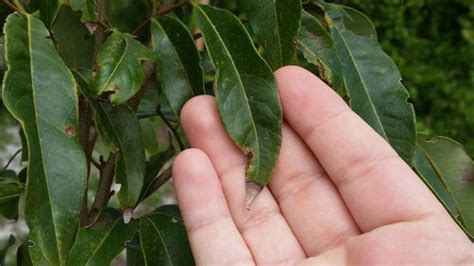 Image result for Lychee Tree Problems