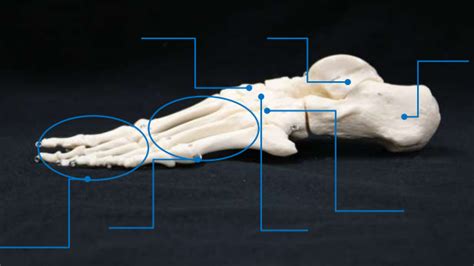 Image result for Toe Lateral View