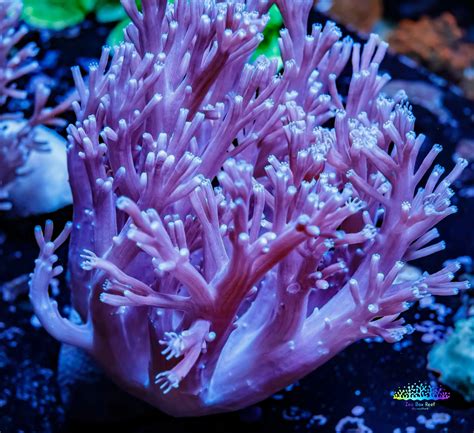 "Buy High-Quality Pulsing Xenia Coral for Your Aquarium | Order Now" – Zeo Box Reef Aquaculture