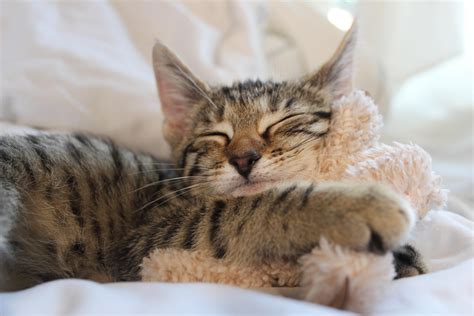 Jacque and Seth the Sloth | Scrolller