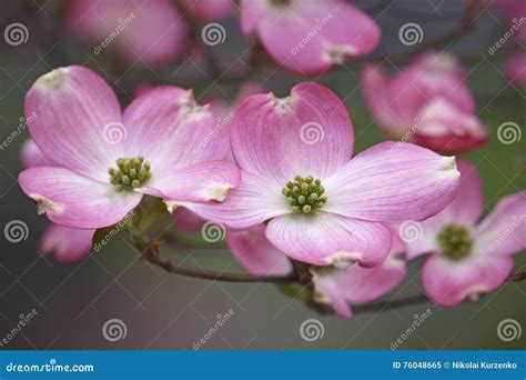 Flowering dogwood flowers stock image. Image of nature - 76048665