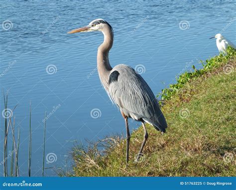 Crane Bird Vs Heron at Gemma Nock blog