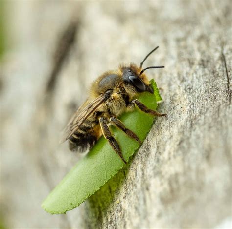 Leaf Cutter Bees