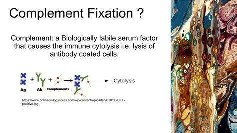 Image result for Complement Fixation Immune System