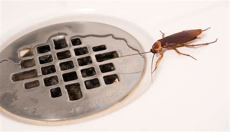 Little Bugs In Bathroom Sink – Rispa