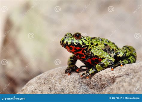 Fire-bellied Toad stock image. Image of gray, green, skins - 46278347