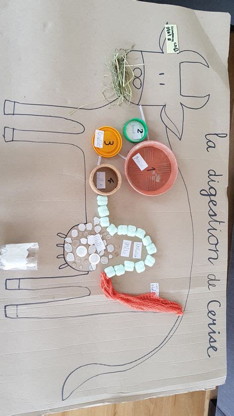 DIY Digestive System Project 的图像结果