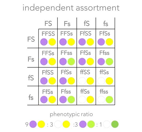 What Is An Independent Assortment And Why Is This A Good Thing at ...