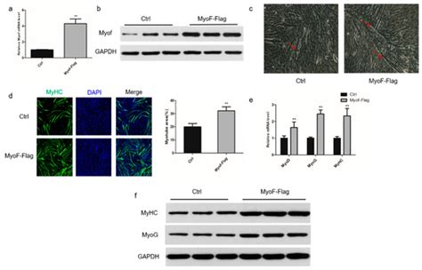 IJMS | Special Issue : Autophagy in Health, Ageing and Disease