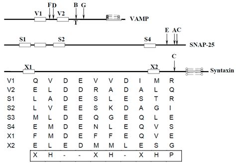 Evolutionary Features in the Structure and Function of Bacterial Toxins