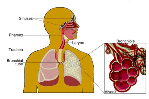 Image result for Respiratory System Composition