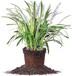 Garden Art Variegated LIRIOPE - Live Plant, Includes Nursery Grower Pot ...