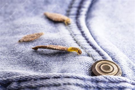 Premium Photo | Wall moth larvae or clothing moths feed on fur wool ...