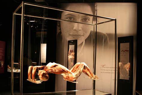 Body Worlds Pregnant