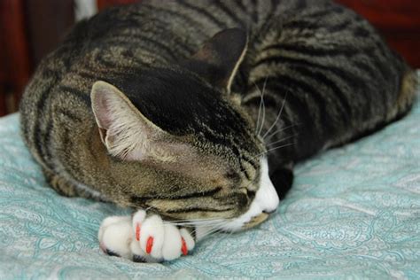 Image result for Cat Stack Sticker