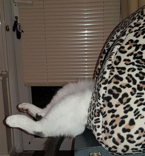 My mother's cat and her strange sleeping positions. : r/cats