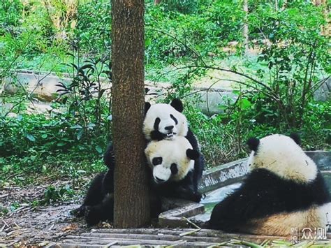 顶着熊猫眼游成都之旅行家红人培训成都站活动游记