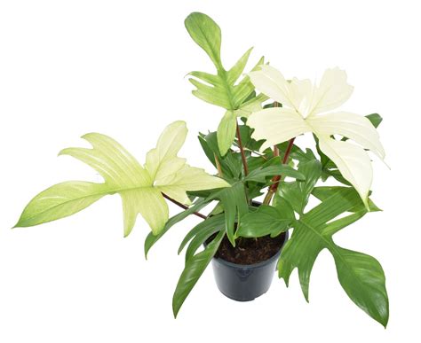Philodendron FLORIDA GHOST — Plant Wholesale FlorAccess