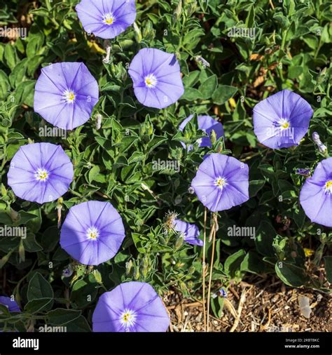 Convolvulus sabatius, the ground blue-convolvulus or blue rock bindweed ...