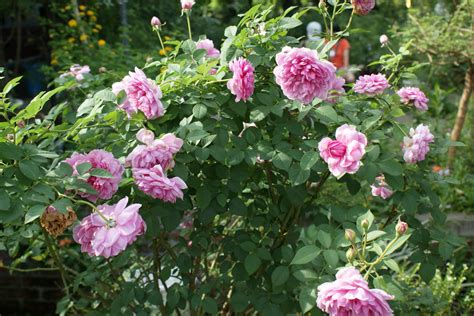 Vertaling 'rose' – Woordeboek Engels-Maori | Glosbe