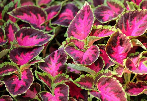 How To Save Coleus Seeds | Storables