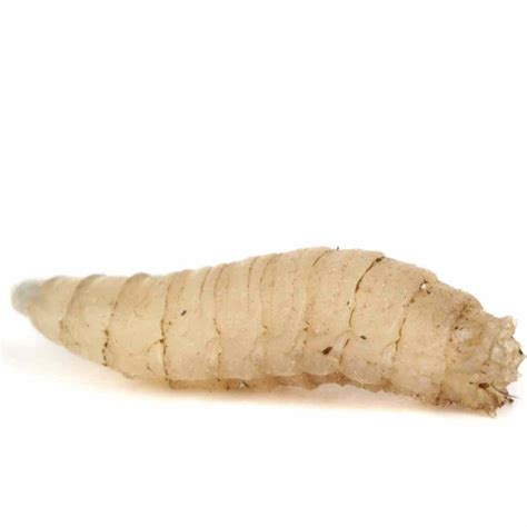 Everything You Need To Know About Flies - Lodi UK