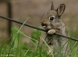 Image result for Bunnies Baby Crazy