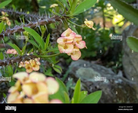 Crown of thorns or Christ plant or Christ's thorn spiny plant ...